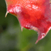Redthorn