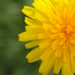 Yellowflower